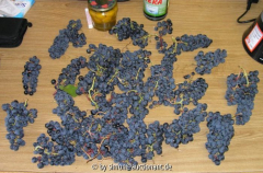 Wein Ernte 2006 -III-