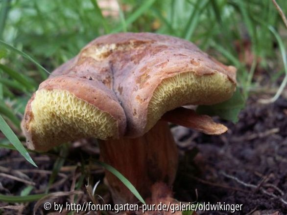 Pilze am Gartenzaun