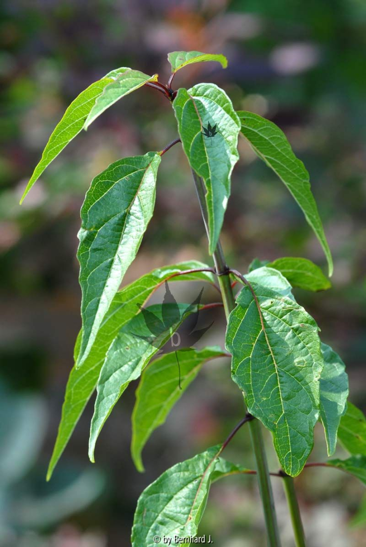 Viburnum betulifolium - Birkenblättriger Schneeball