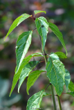 Viburnum betulifolium - Birkenblättriger