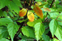 Viburnum betulifolium - Birkenblättriger