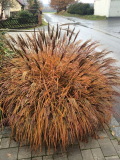 Miscanthus Red Chief