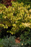 Cercis chinensis 'Avondale' - Herbst