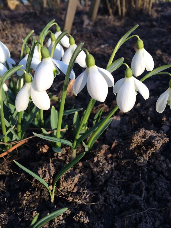 Galanthus von der Seite