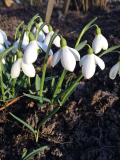 Galanthus von der Seite