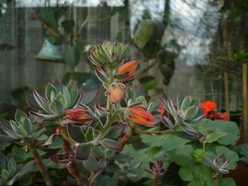 Allen Gartenpuristen mit diesem Dezemberblüher ein gutes neues Jahr.