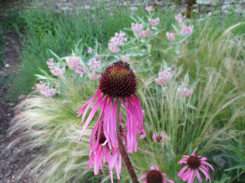 Echinacea pallida mit Asclepias im Hintergrund