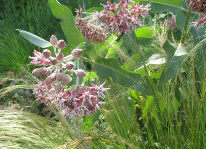 Asclepias speciosa 20150627