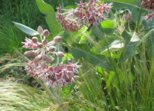 Asclepias speciosa 20150627