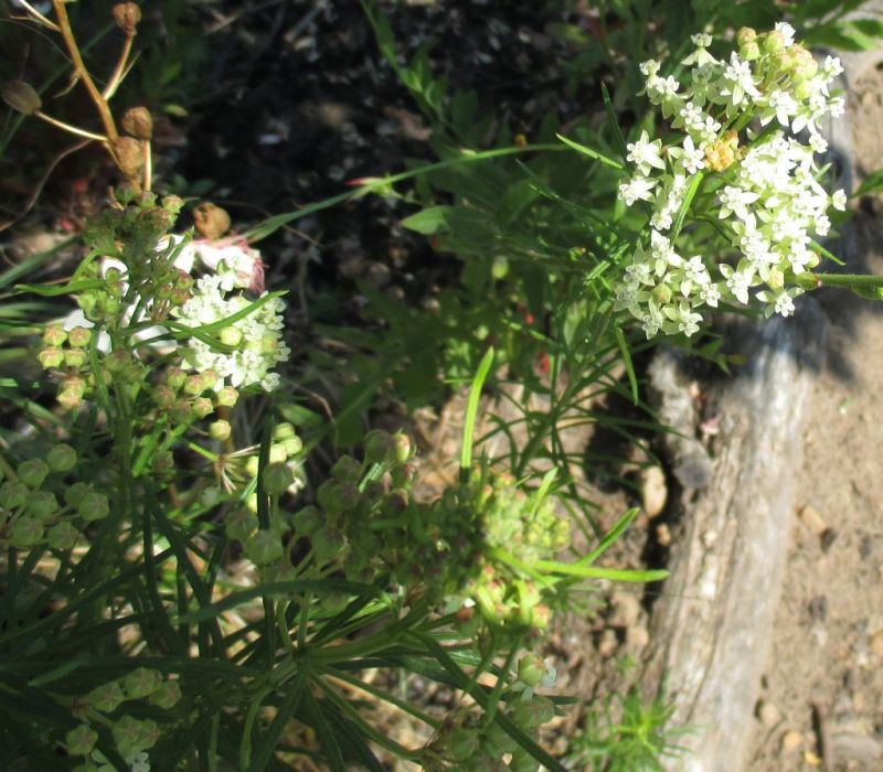 Asclepias verticillata 201506+27