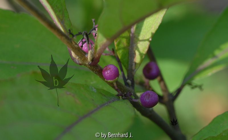 Callicarpa x shirasawana