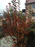 Amelanchier 'Rainbow Pillar' Herbstfärbung