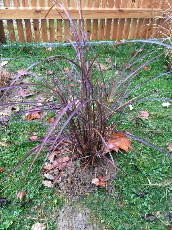 Miscanthus 'Purple Fall' 