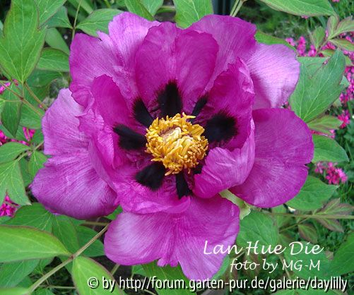 Paeonia rockii