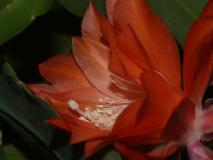 Unbekannte Epikakteehybride