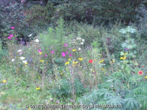 Miniblumenwiese_ausschnitt