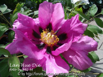 Paeonia rockii