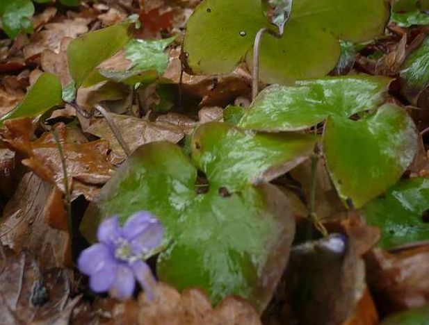 2016 Hepatica die Erste