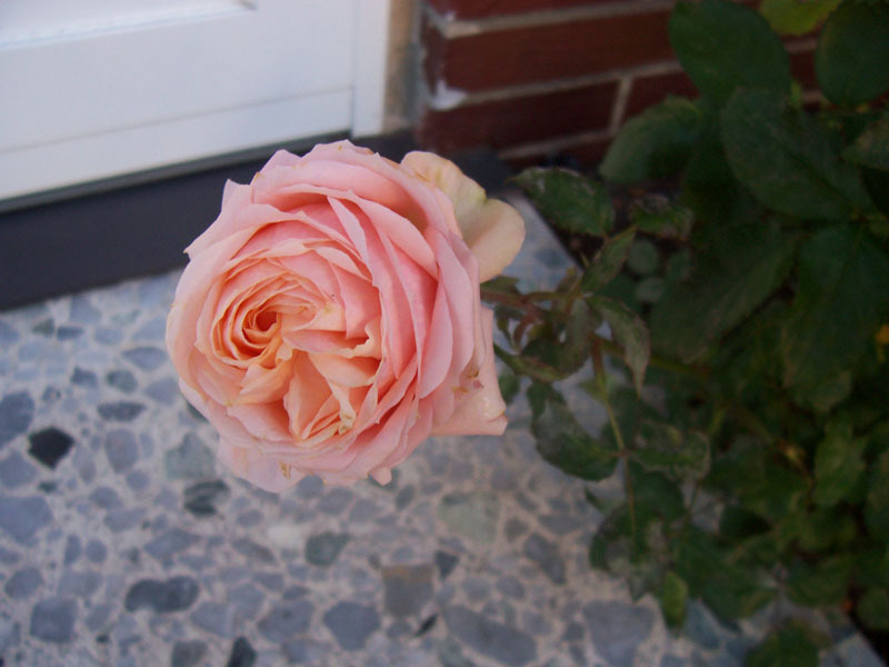 Rose Dezember