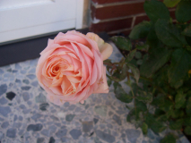 Rose Dezember