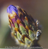 sich_öffndende_kornblume