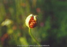 aufgehende_mohnblüte