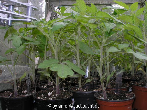 Tomaten 30.04.05