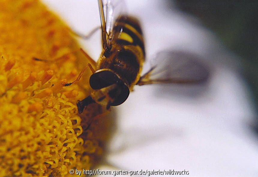 schwebfliege
