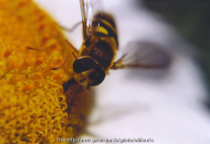 schwebfliege