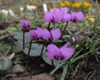 Cyclamen coum 16