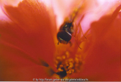 schwebfliege mal anders