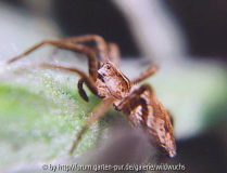 Spinne