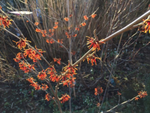 frisan (13.02.2016)