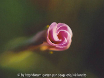 aufgehende blüte