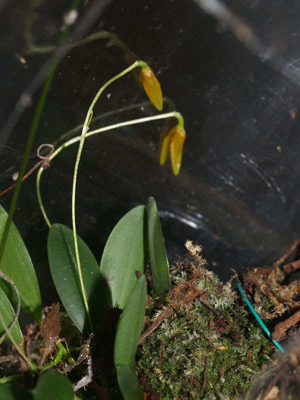 Pleurothallis spec