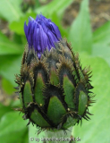 Kornblume 2005