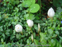 Crocus speciosum f. album