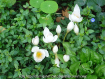 Crocus speciosum f. album - zwei Tage später!