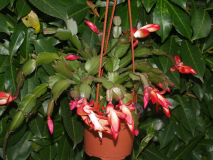 'Samba Brasil'