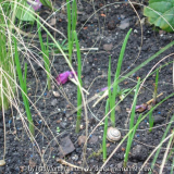 Allium caeruleum - Austrieb Herbst 2006