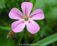 rosa Blüte 2005