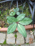 Helleborus x Ballardii (niger x lividus)