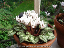 Cyclamen cyprium 'E.S.'