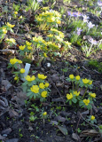 Eranthis hyemalis mit Sämlingen