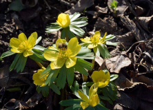Eranthis hyemalis mit Besuch