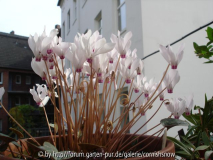 Cyclamen cilicium f. cilicium - Semialba
