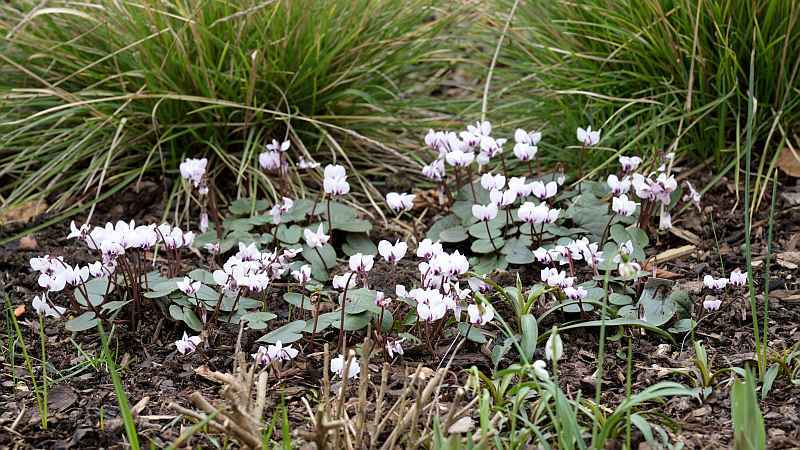 Cyclamen coum Vorgarten