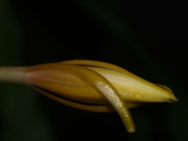 Epiphyllum anguliger 