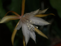 Epiphyllum anguliger 1