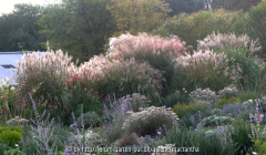 verschiedene rosa-blühende Miscanthus-So